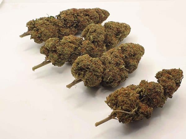 TRIM CHERRY HAZE PREMIUM