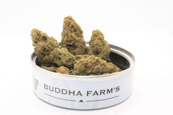 BLUE CHEESE