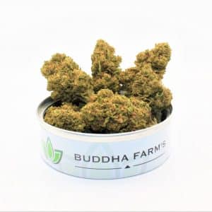 White Widow PEQUENOS BOTÕES (pequenos botões)