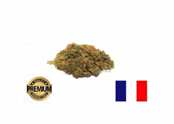 HARLEQUIN - 50% PROMO - Culture Française Hydroponie Indoor Premium CBD<10%