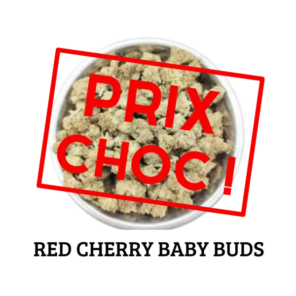 RED CHERRY - BABY BUDS Culture Indoor CBD Switzerland