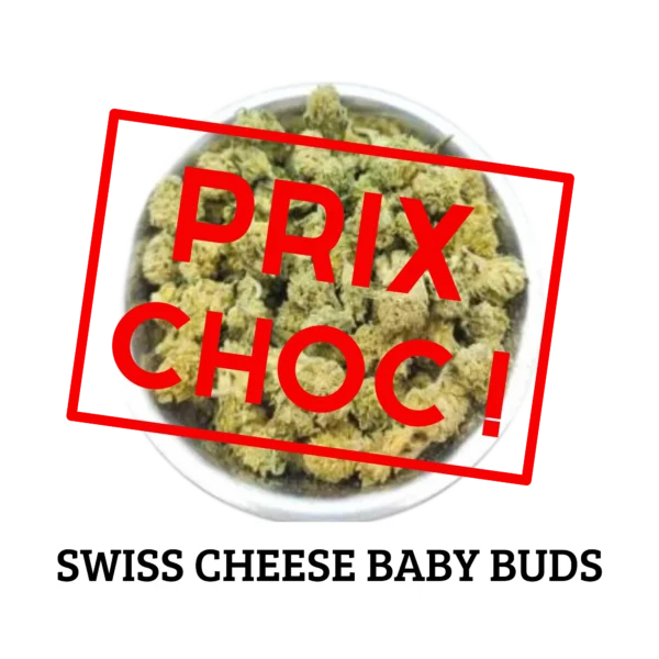 SWISS CHEESE - BABY BUDS Culture Indoor CBD Suisse