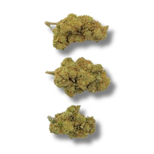 AMNESIA CBD - BOTÕES PEQUENOS (Botões Pequenos/Médios)
