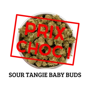 SOUR TANGIE – BABY BUDS Culture Indoor CBD Switzerland