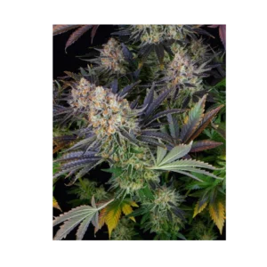 LSD STRAIN - feminized seeds