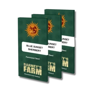 BLUE SUNSET SHERBERT STRAIN - sementes feminizadas