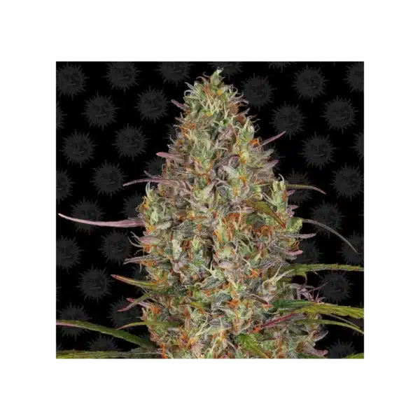 GLUE GELATO AUTOFLOWERING STRAIN