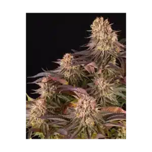 MIMOSA X ORANGE PUNCH STRAIN - graines féminisées