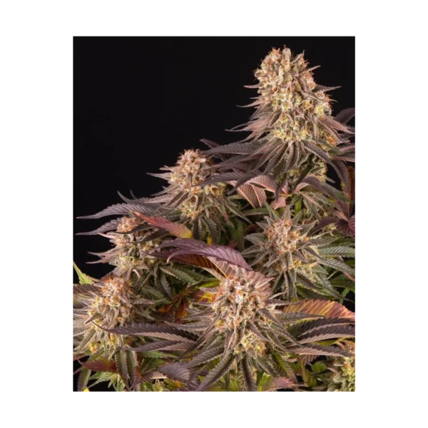 MIMOSA X ORANGE PUNCH STRAIN - graines féminisées