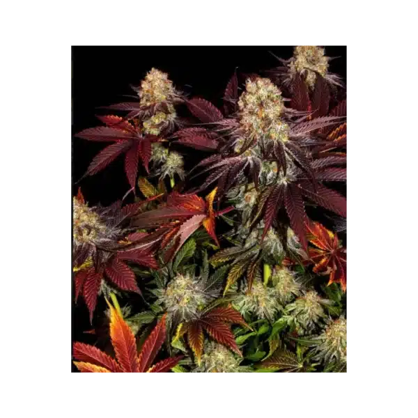 RUNTZ X LAYER CAKE STRAIN - graines féminisées