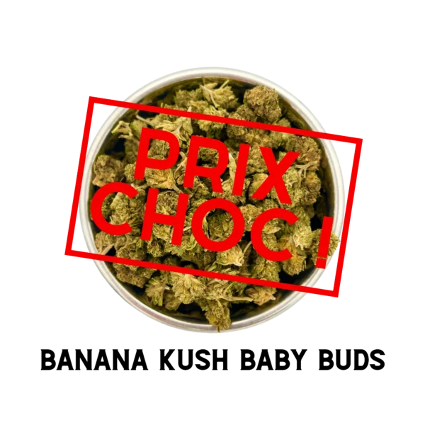 BANANA KUSH – BABY BUDS Culture Indoor CBD Schweiz