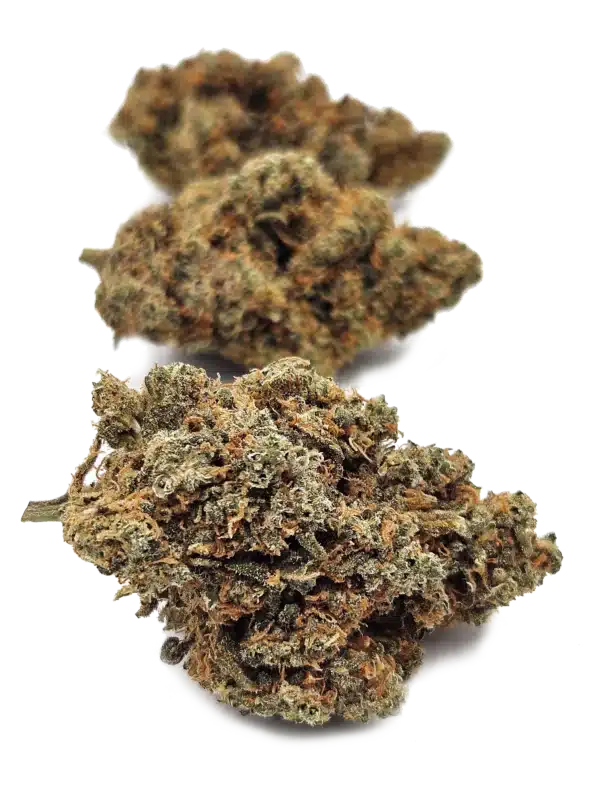 BLOODY MARY CBD Indoor Premium Suisse