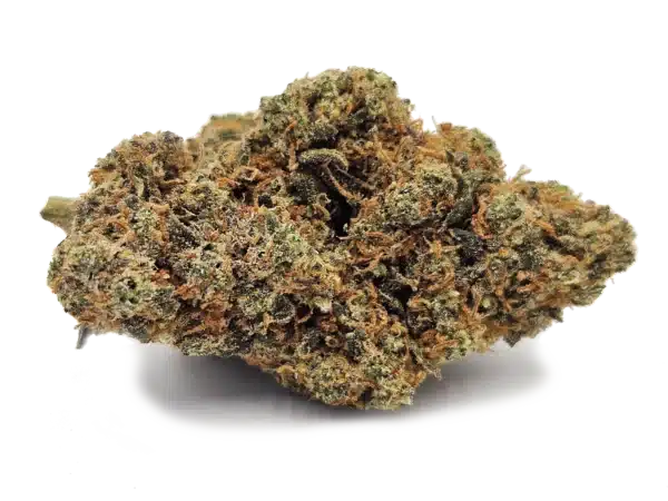 BLUEBERRY CRD 50% Indoor Premium Suisse