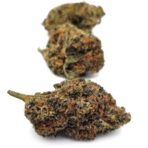 BLUEBERRY CRD 50% Indoor Premium Suisse