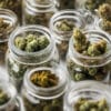 Les 5 Clés pour Bien Choisir vos Fleurs de CBD en France