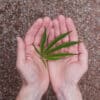 CBD et Maladie de Parkinson : Bienfaits, Études et Utilisation pour Soulager les Symptômes