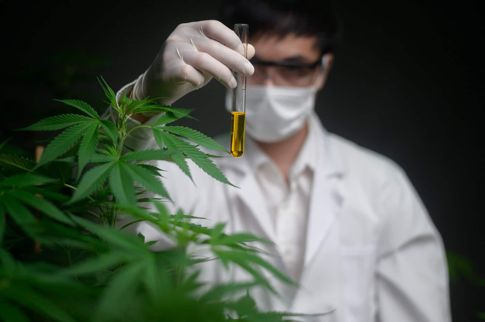 Les Bienfaits du CBD sur la Santé : Ce Que Dit la Science