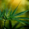HPO CBD: A Revolutionary Synthetic Cannabinoid in the Universe of Cannabis