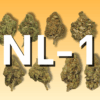 O novo composto revolucionário no mundo do CBD: NL-1