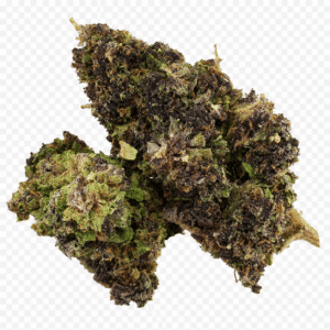 LILA URKLE D10