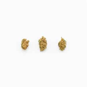Master Kush kleine Blüten CBD