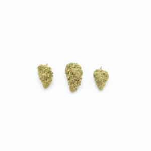 Perro químico con CBD