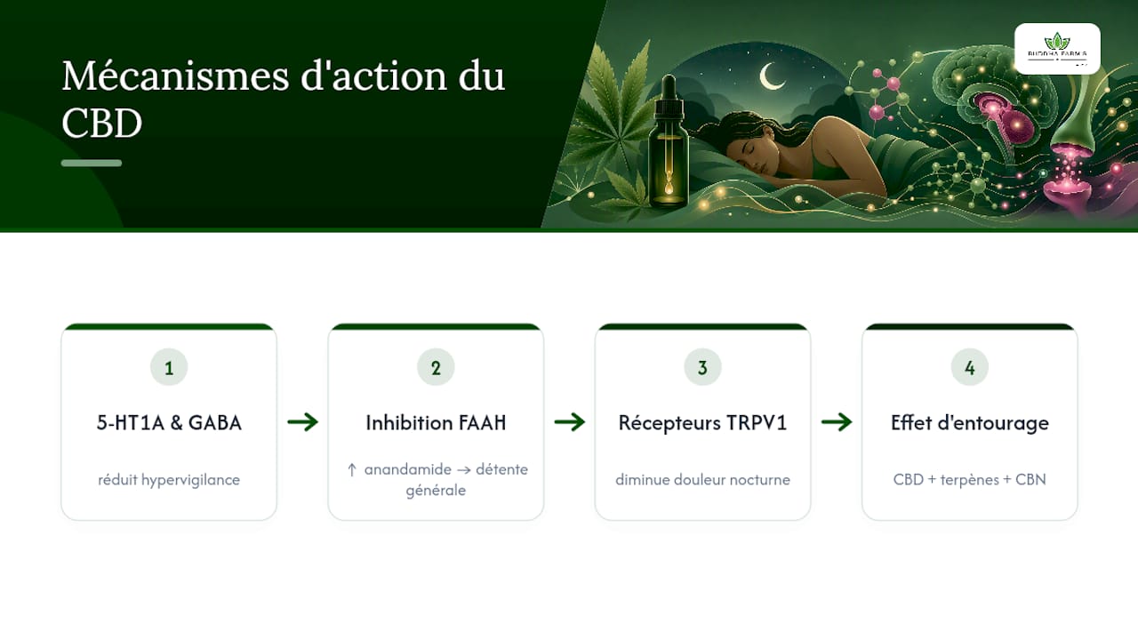 Les effets possibles du CBD sur le sommeil
