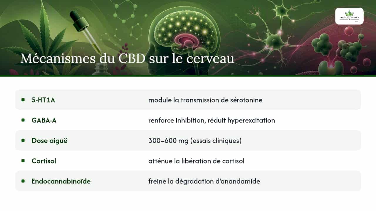 Comment le CBD agit sur le cerveau et le système nerveux — overview diagram