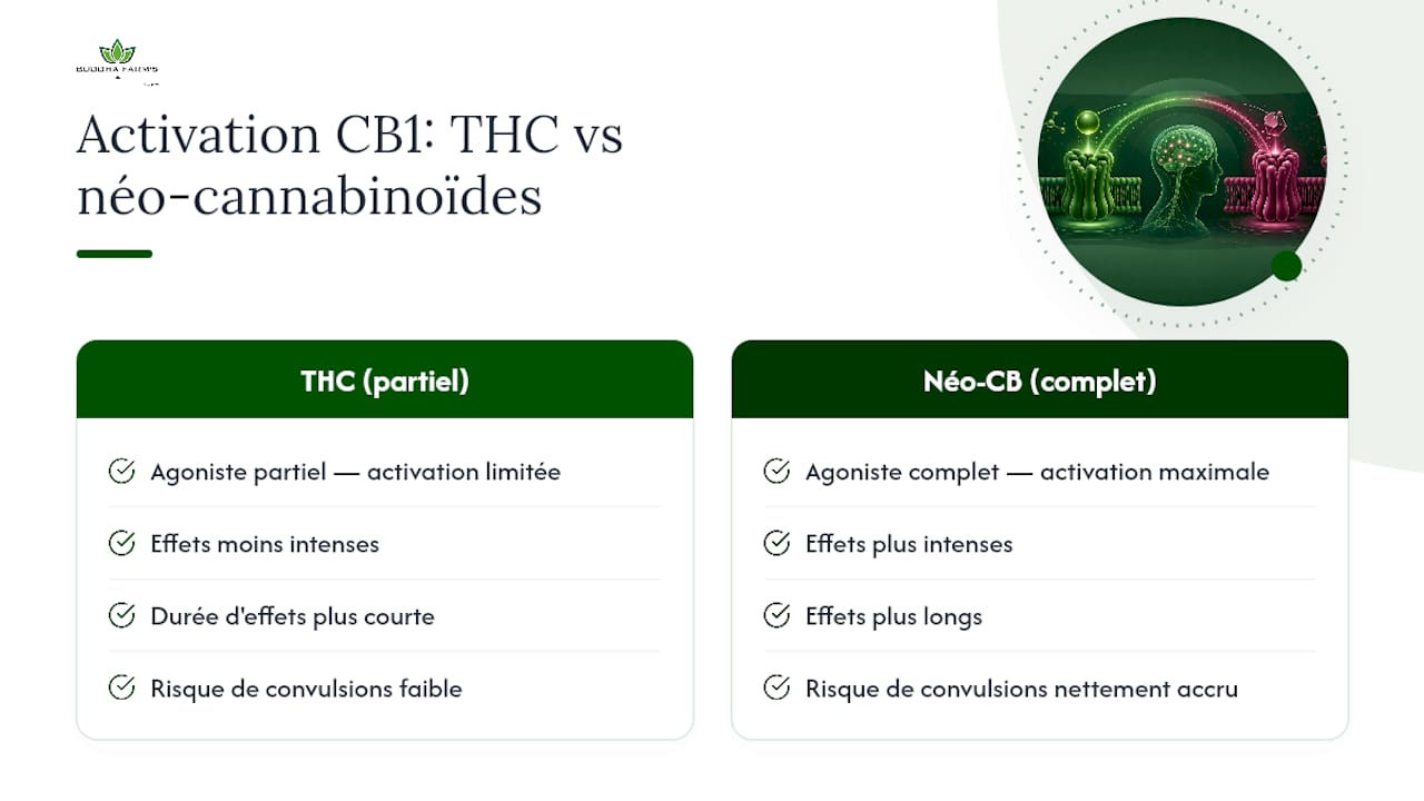 Comparaison entre le THC et les néo-cannabinoïdes sur le récepteur CB1