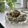 Fiori di cannabis non lavorati, ricchi di THCA